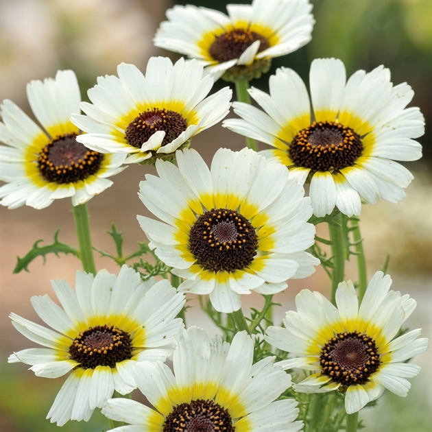 Насіння Хризантема однорічна 'Eastern Star', Chrysanthemum segetum 10 шт/уп - Фото 2 Насіння Хризантема однорічна 'Eastern Star', Chrysanthemum segetum 10 шт/уп - зображення 2