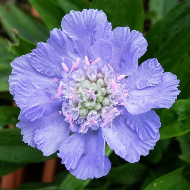 Семена Скабиоза кавказская 'Perfection Blue', Scabiosa caucasica 5 шт/уп - Фото 2 Семена Скабиоза кавказская 'Perfection Blue', Scabiosa caucasica 5 шт/уп - изображение 2