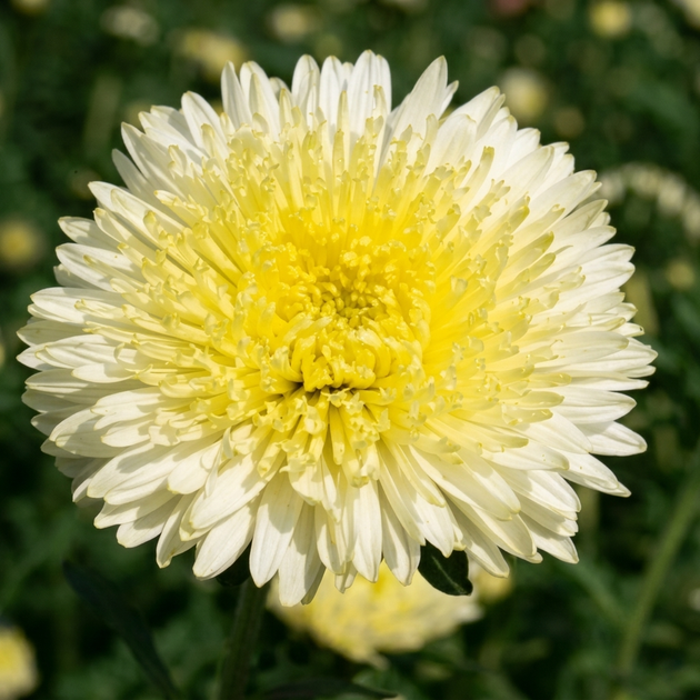 Насіння Айстра китайська 'Princess Yellow' , Aster chinensis 20 шт/уп - зображення 2
