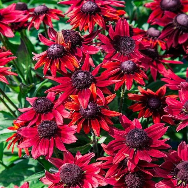 Семена Рудбекия волосистая 'Cherry Brandy', Rudbeckia hirta 10 шт/уп - Фото 1 Семена Рудбекия волосистая 'Cherry Brandy', Rudbeckia hirta 10 шт/уп - изображение 1