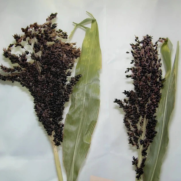 Насіння Сорго декоративне Чорний бурштин, Sorghum bicolor 20 шт/уп - зображення 3