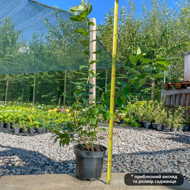 Саженцы Голубики Блю Голд поздняя 3 года С2 - Фото 3 Саженцы Голубики Блю Голд поздняя 3 года С2 - изображение 3