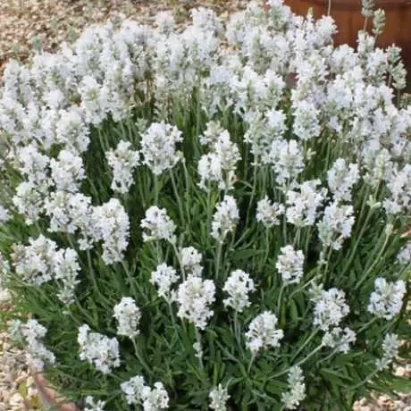 Саджанці Лаванди вузьколистої Біла (Lavandula angustifolia) Р9 - Фото 1 Саджанці Лаванди вузьколистої Біла (Lavandula angustifolia) Р9 - зображення 1