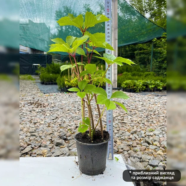 Саджанці Дівочого винограду п'ятипелюстковий (Parthenocissus) Р9 - зображення 4
