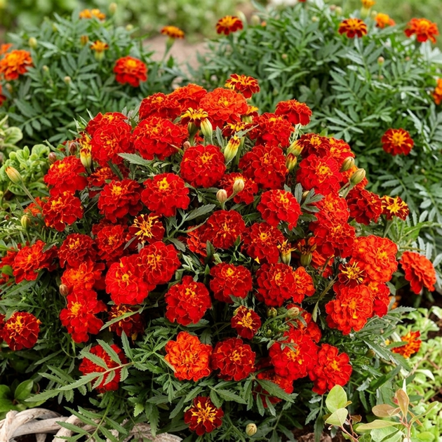 Насіння Чорнобривці розлогі 'Red Cherry', Tagetes patula 10 шт/уп - зображення 2