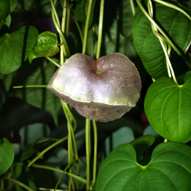 Семена Диоскорея клубненосная (Воздушный картофель), Dioscorea bulbifera 3 шт/уп - изображение 3