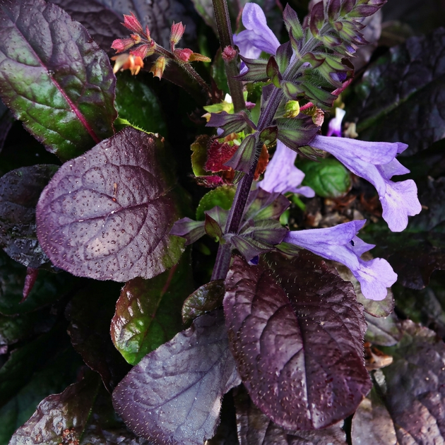Семена Шалфей лировидный 'Purple Knockout', Salvia lyrata 10 шт/уп - изображение 2