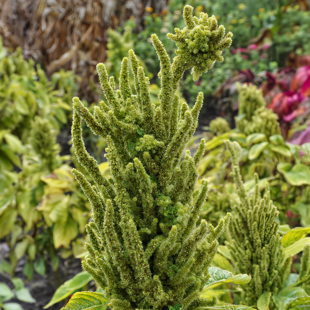 Насіння Амарант Аннапурна, Amaranthus 'Annapurna' 0,1 гр/уп - зображення 2