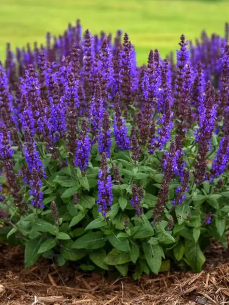 Шавлія дібровна Пурпле (Purple) (в контейнері) - изображение 3