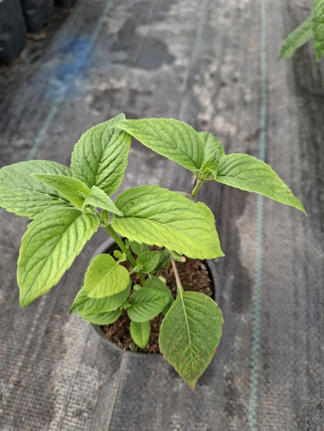 Саджанці Монарди "Бі Фрі" (Monarda 'Bee-Free') в 380гр горщиках - изображение 3