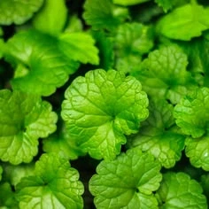Саджанці Будри Ампельної Зеленої (Glechoma hederacea"Green") в 380 гр горщику - зображення 3
