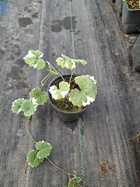 Саджанці Будри ампельної варієгатної (Glechoma hederacea 'Variegata')в 380 гр горщику - Фото 5 Саджанці Будри ампельної варієгатної (Glechoma hederacea 'Variegata')в 380 гр горщику - зображення 5