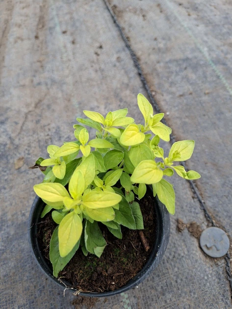 Саджанці Орегано Голд, материнка звичайна (Origanum Gold) в 380 гр горщику - зображення 5