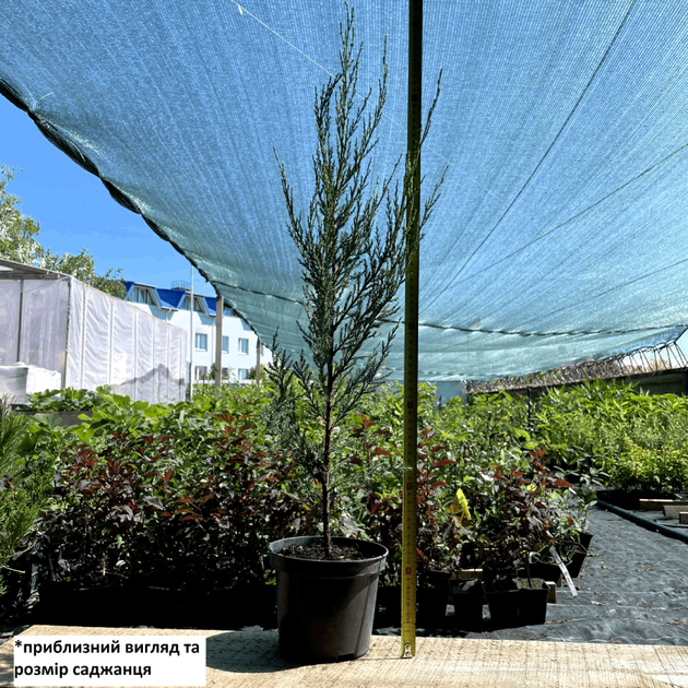 Саджанці Ялівцю скельного Блю Арроу, 3-х річний (Juniperus scopulorum Blue Arrow) С1.5 - зображення 3