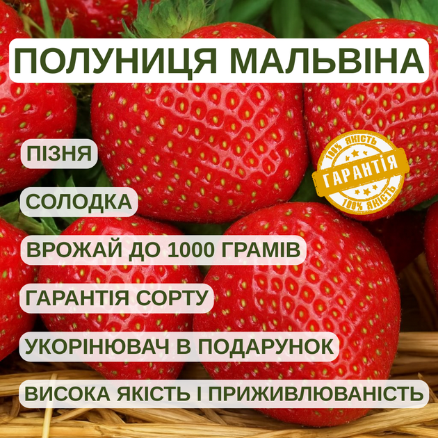 Саженцы клубники (рассада) Мальвина (Malwina) - поздняя, транспортабельная, сочная - изображение 6