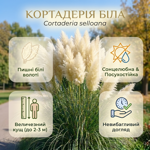 Саджанці Кортадерії білої (Cortaderia selloana) Р9 - изображение 5