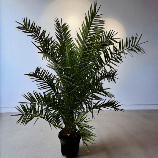 Семена Финиковая пальма канарская, Phoenix canariensis 5 шт/уп - изображение 2