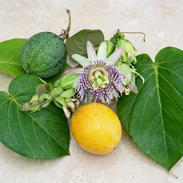 Семена Сладкая гранадила, Passiflora ligularis 5 шт/уп - изображение 6