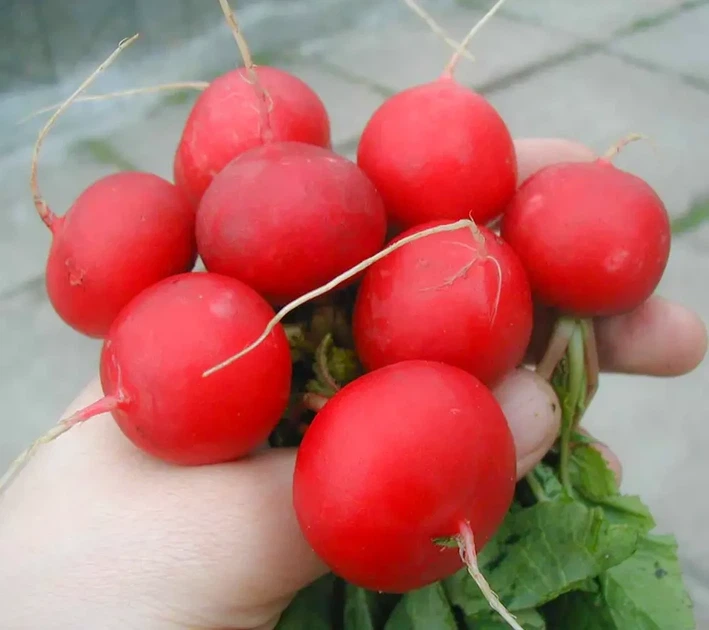 Редиска Рудольф, 3 г - зображення 2