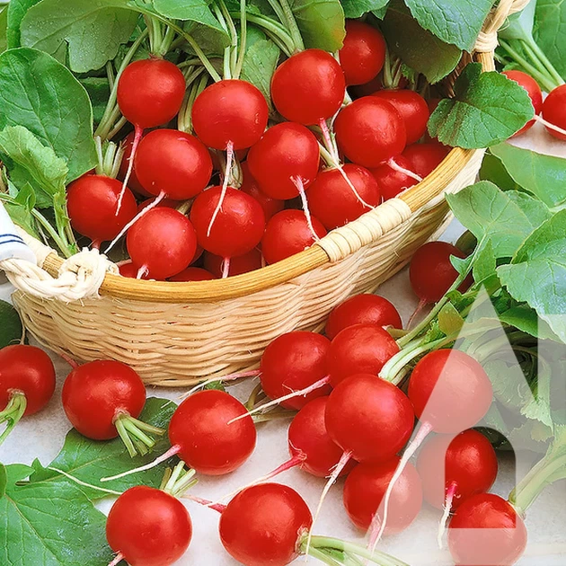 Редис Суперстар, 10 г, Садиба - зображення 3
