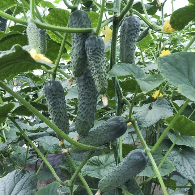 Огірок Лютояр F1 Yuksel Seeds 10 шт - зображення 2