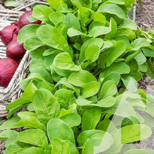 Рукола Рокет салат, 10 г, Садиба - изображение 3
