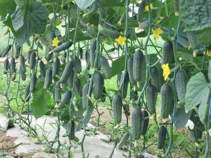 Огірок Капрікорн F1 Yuksel Seeds 10 шт - зображення 2