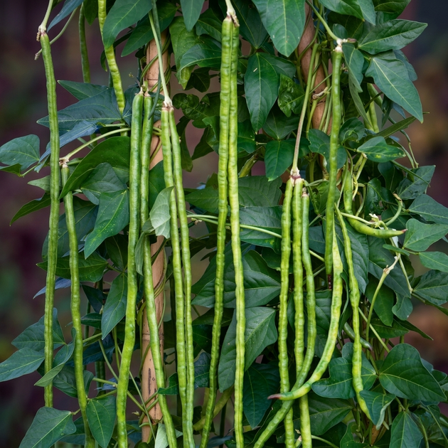 Насіння Вігна спаржева 'Envi', Vigna unguiculata subsp. sesquipedalis 5 шт/уп - Фото 2 Насіння Вігна спаржева 'Envi', Vigna unguiculata subsp. sesquipedalis 5 шт/уп - зображення 2
