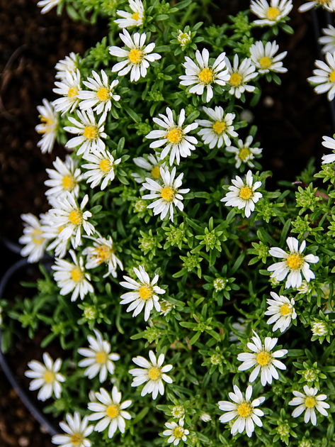Айстра Snowflurry (в гірщику Р9) - Фото 3 Айстра Snowflurry (в гірщику Р9) - зображення 3