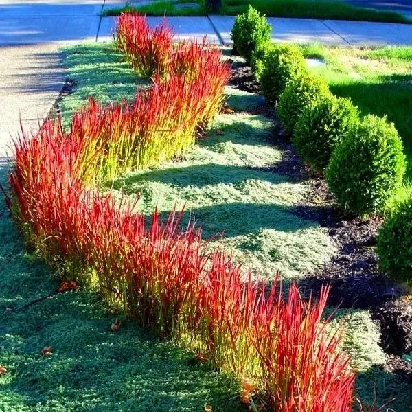 Imperata cylindrica "Red Baron" Садові багаторічні квіти,саджанці у горщиках,розсада - Фото 2 Imperata cylindrica "Red Baron" Садові багаторічні квіти,саджанці у горщиках,розсада - зображення 2