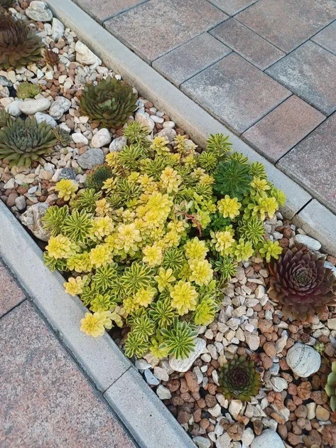 Саджанці седум Міддендорфа в контейнері 0,5л / Sedum middendorfianum - зображення 3