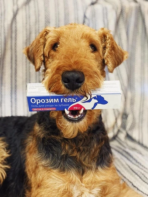 Гель для догляду чищення зубів ясен для тварин собак котів тхорів гризунів Orozyme Орозим стоматологічний профілактика боротьби зубного каменю нальоту ротової порожнини зубна паста проти неприємного запаху з пащі гігієни ротової порожнини + щітка - Фото 10 Гель для догляду чищення зубів ясен для тварин собак котів тхорів гризунів Orozyme Орозим стоматологічний профілактика боротьби зубного каменю нальоту ротової порожнини зубна паста проти неприємного запаху з пащі гігієни ротової порожнини + щітка - зображення 10