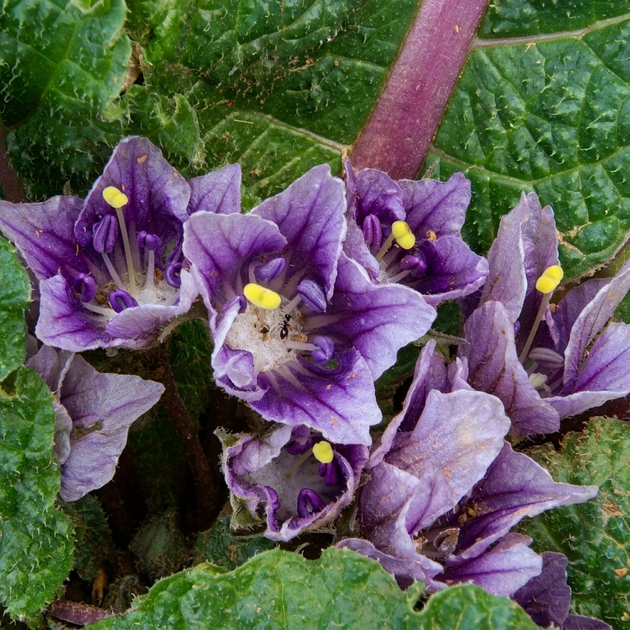 Насіння Мандрагора лікарська, Mandragora officinarum, 2 шт./пач. - зображення 4