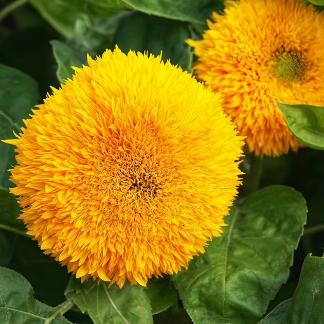 Семена Подсолнечник карликовый декоративный Dwarf Double Yellow 5 шт/уп - изображение 4