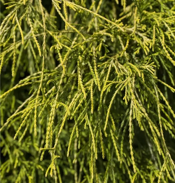 Кипарисовик горохоплідний Filifera Aurea Nana горщик С1,5 - зображення 2
