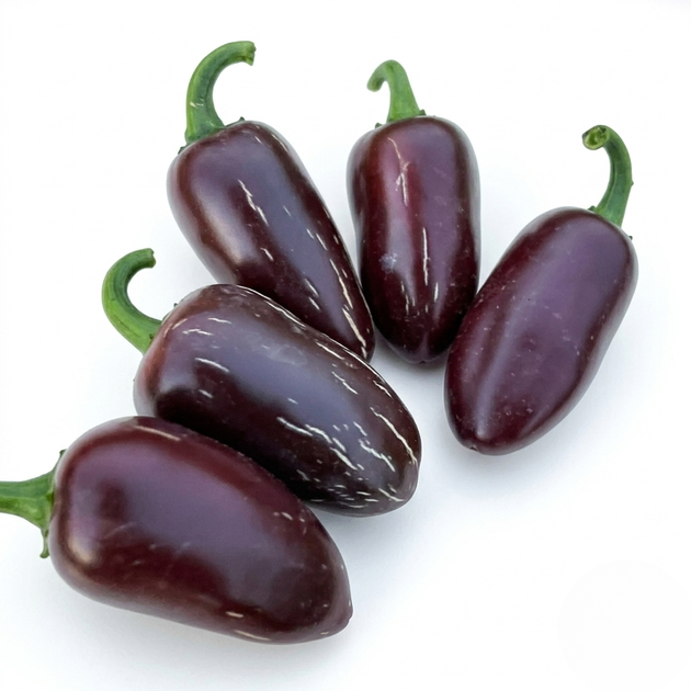 Насіння Перець гострий Халапеньйо Eclipse, Capsicum annuum 5 шт/уп - Фото 1 Насіння Перець гострий Халапеньйо Eclipse, Capsicum annuum 5 шт/уп - зображення 1