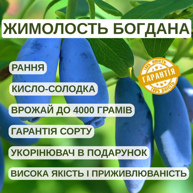 Саджанці жимолості їстівної Богдана - рання, крупноплідна, зимостійка - Фото 3 Саджанці жимолості їстівної Богдана - рання, крупноплідна, зимостійка - зображення 3
