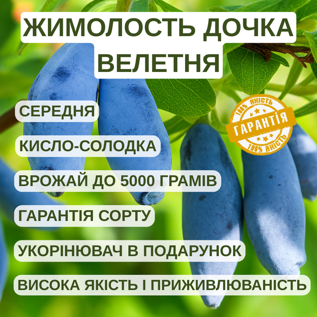 Саженцы жимолости съедобной Дочь Великана - средне-поздняя, урожайная, зимостойкая - изображение 2