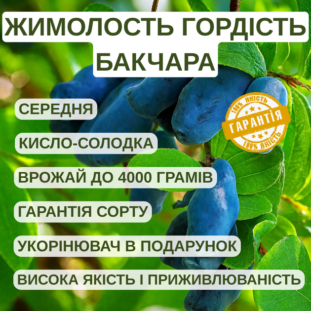 Саджанці жимолості їстівної Гордість Бакчара - середньо-пізня, крупноплідна, врожайна - зображення 2