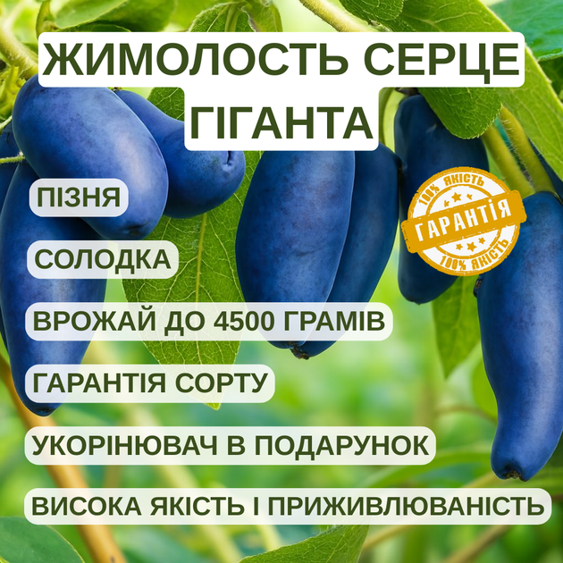 Саджанці жимолості їстівної Giant's Heart (Серце гіганта) - пізня, дуже крупноплідна, солодка - зображення 2