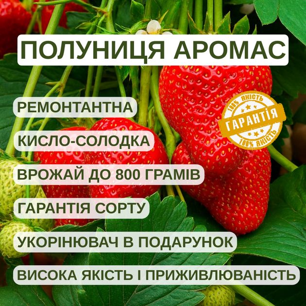 Саженці полуниці (розсада) Аромас (Aromas) ремонтантна - зображення 3