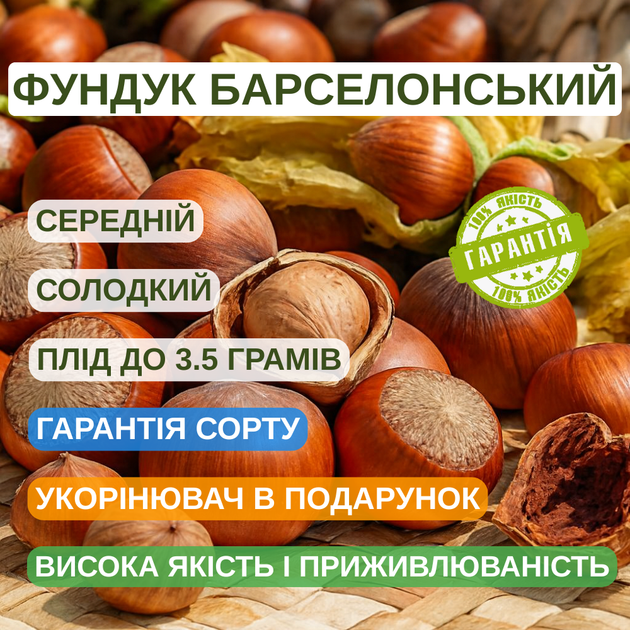 Саджанці Фундука (ліщини) Барселонський - середній, урожайний, морозостійкий - Фото 3 Саджанці Фундука (ліщини) Барселонський - середній, урожайний, морозостійкий - зображення 3