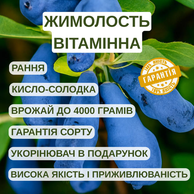 Саджанці жимолості їстівної Вітамінна - рання, урожайна, зимостійка - зображення 2