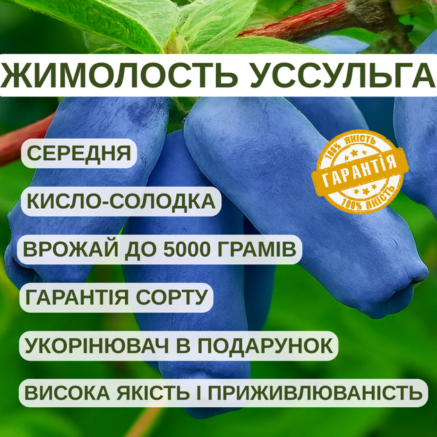 Саженцы жимолости съедобной Уссульга - средняя, крупноплодная, десертная - изображение 2