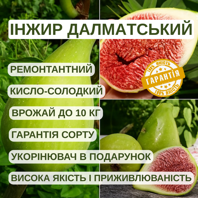 Инжир Далматский (Dalmatian) - ремонтантный, крупноплодный, самоплодный - изображение 5