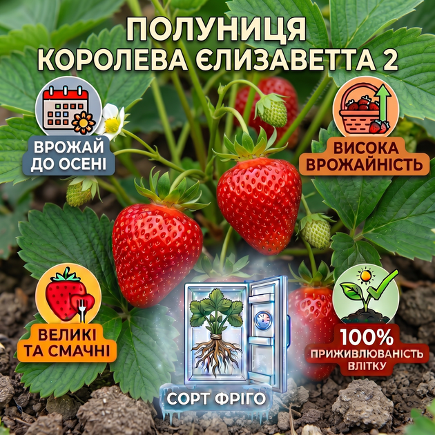 Саджанці полуниці (розсада) Королева Єлизавета 2 (Queen Elizabeth 2) ремонтантна - зображення 3