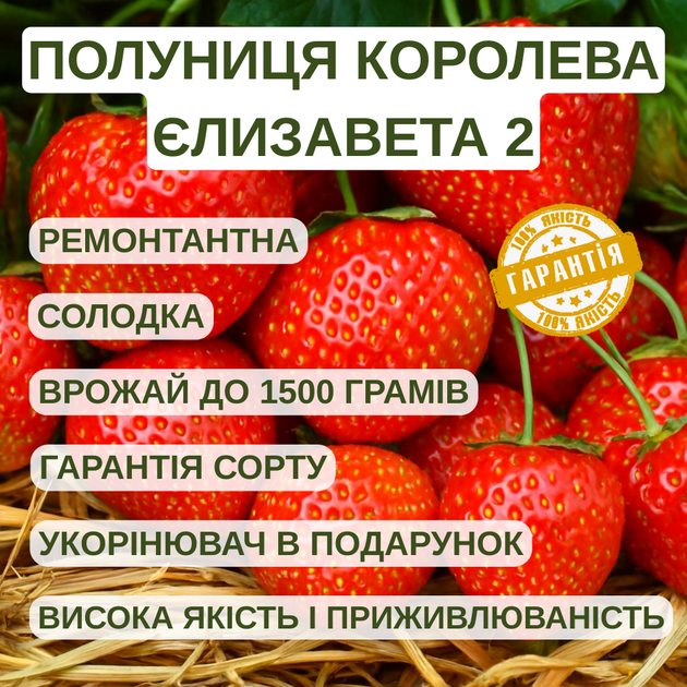 Саженцы клубники (рассада) Королева Елизавета - 2 (Queen Elizabeth 2) -ремонтантная, урожайная (в кассете) - изображение 4