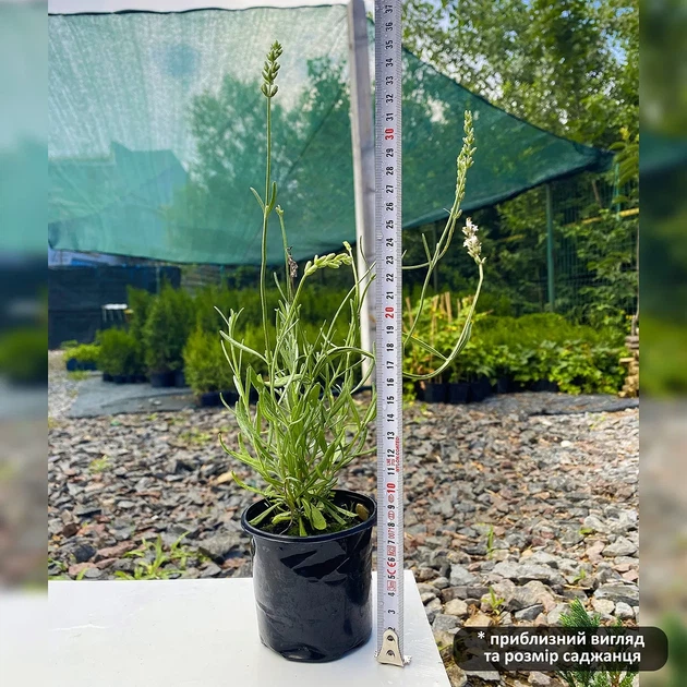 Саженцы Лаванды узколистной Хидкот (Lavandula angustifolia Hidcote) Р9 - изображение 3