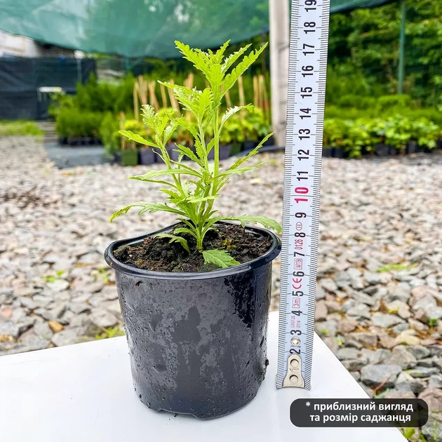 Саджанці Перовскії лебедолистної Блю Спайр (Perovskia atriplicifolia Blue Spire) Р9 - зображення 3
