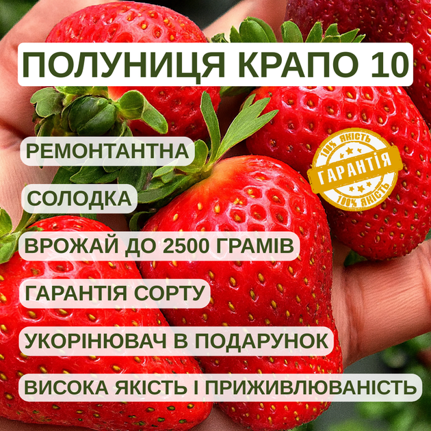 Саженцы клубники (рассада) Крапо 10 (Crapo 10) - ремонтантная, крупноплодная, сочная (в кассете) - изображение 4